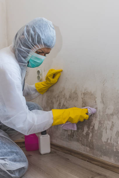 Professional Mold Removal in Langston, OK